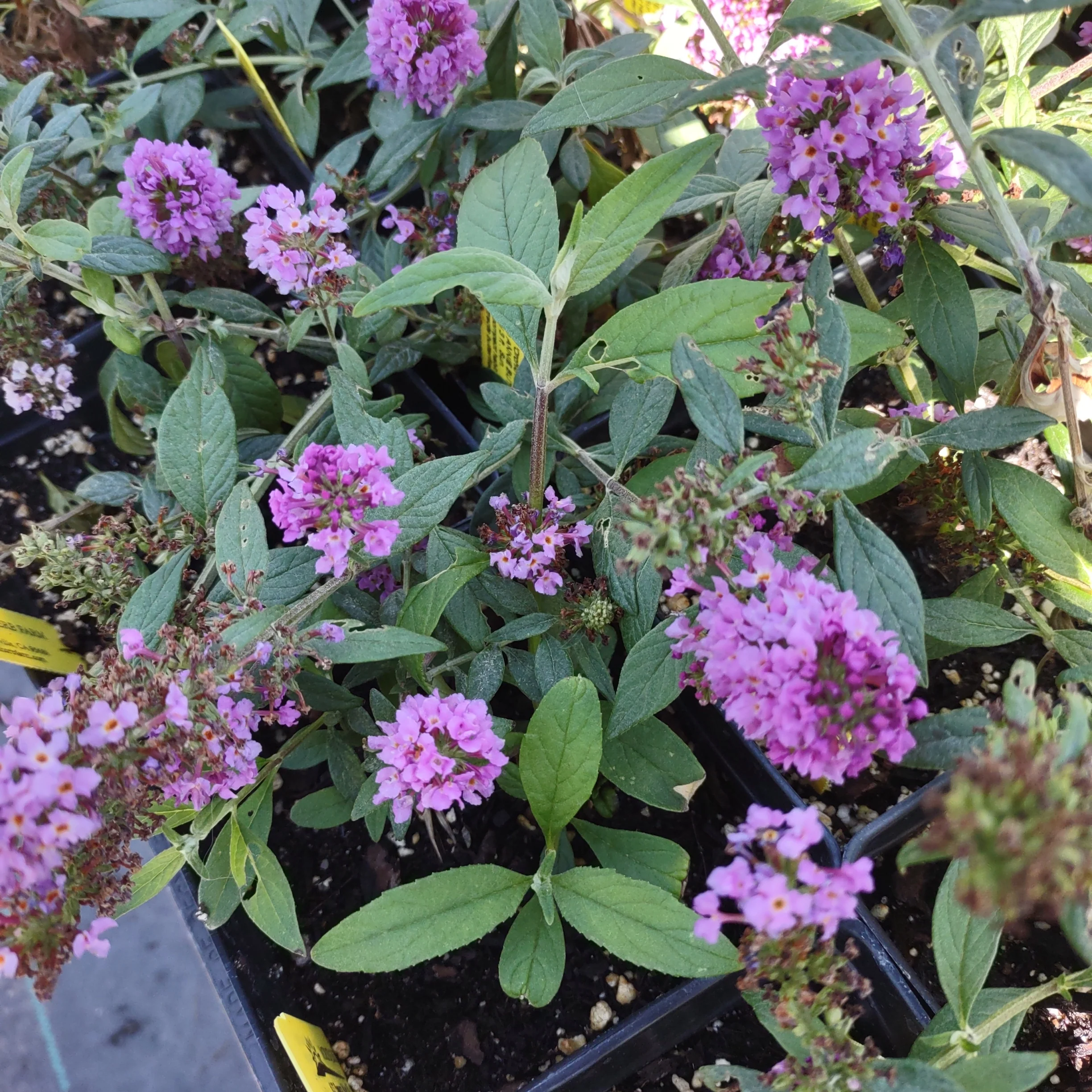Dry Garden
