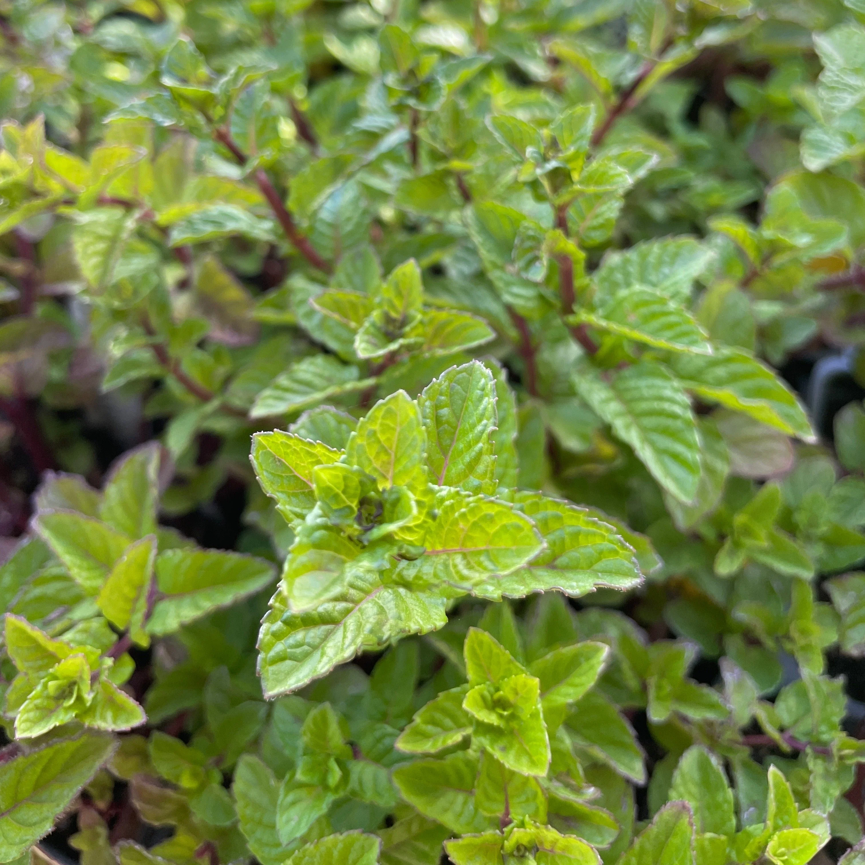 Culinary Herbs and Perennials