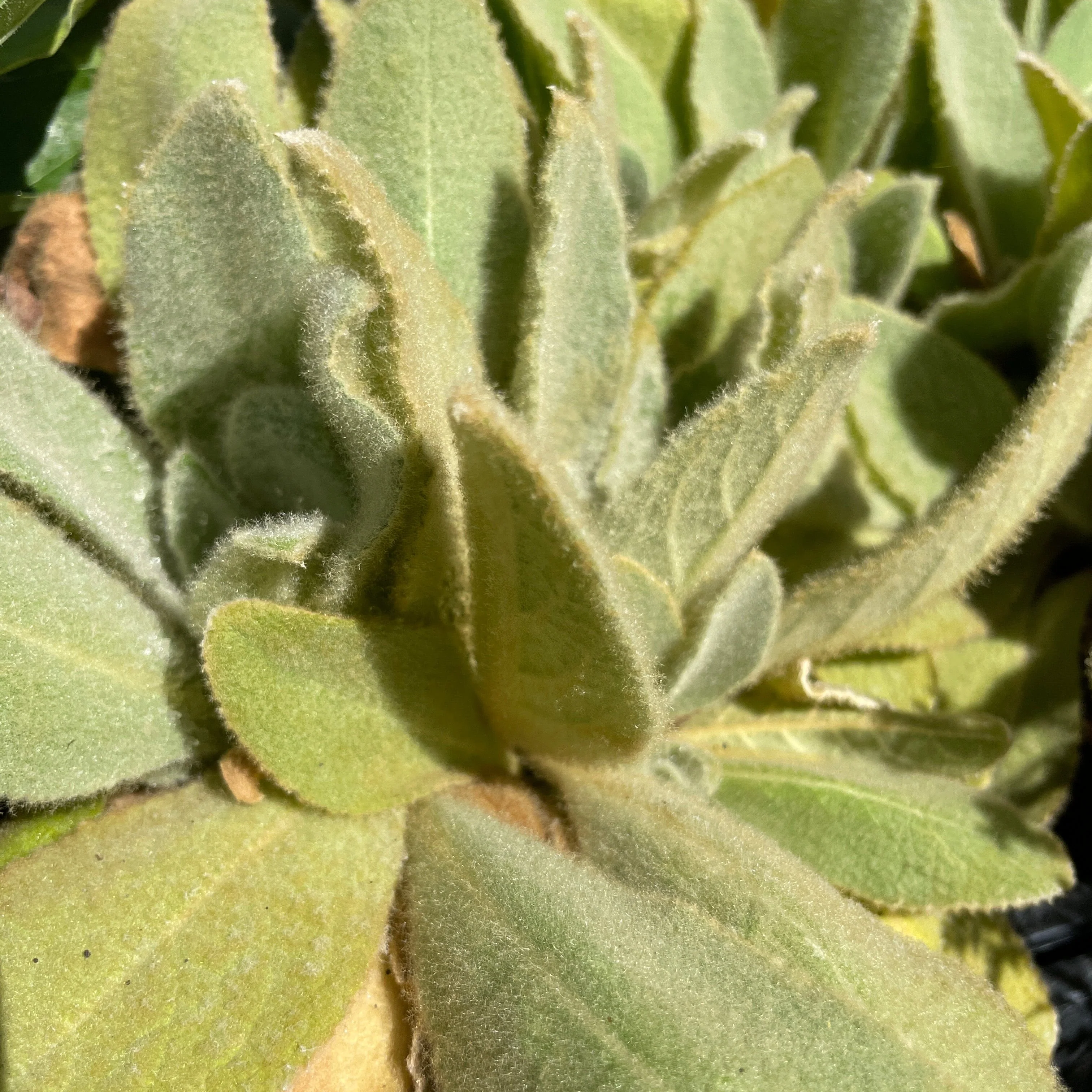 Medicinal Herbs